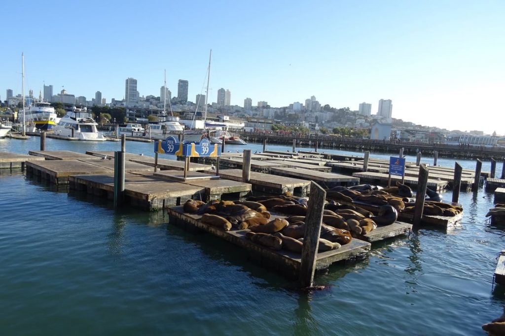 Pier 39 attractions nearby northern ca hotel focus sfo